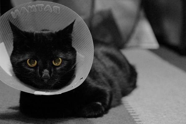 Pierwsza pomoc dla przejechanych kotów - rany powierzchowne