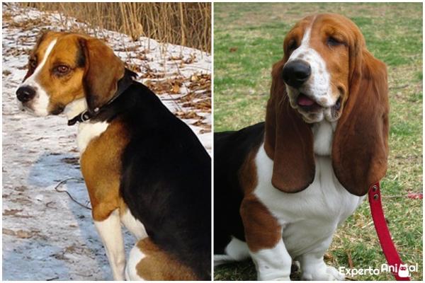 Różnice między beagle a basset hound - uszy