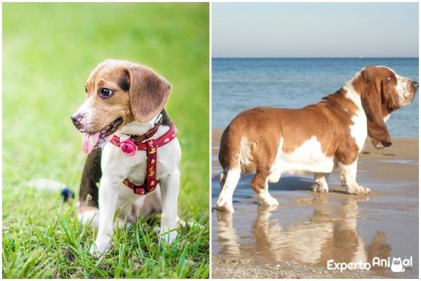 Różnice między beagle a basset houndem - kolor