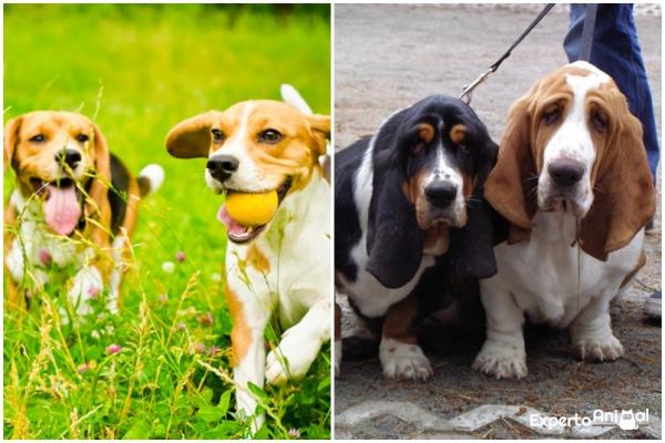 Różnice między beagle a basset houndem - fałdy skóry