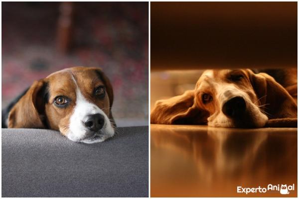 Różnice między beagle a basset hound - postać