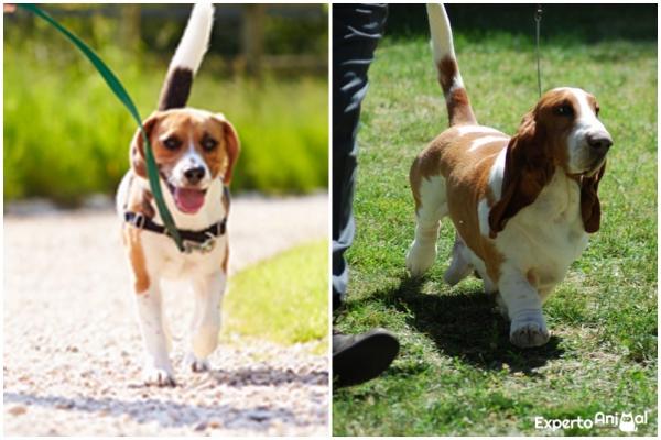 Różnice między beagle a basset houndem - Ciało