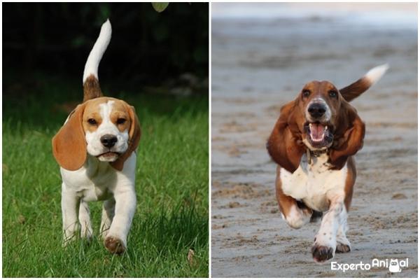 Różnice między beagle a basset hound - Beagle i basset hound: dwie urocze rasy z pewnymi podobieństwami