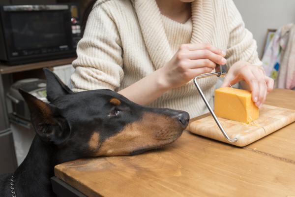 Czy psy mogą jeść ser?  - Co to jest nietolerancja laktozy?