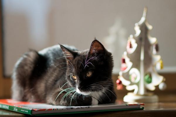 Rośliny bożonarodzeniowe toksyczne dla kotów i psów – typowe problemy, które pojawiają się na Boże Narodzenie