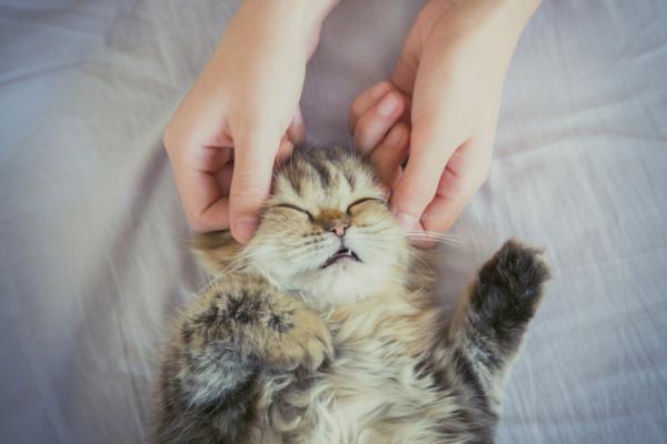 Jak zrobić kotu masaż?  - Czy koty lubią pieszczoty?