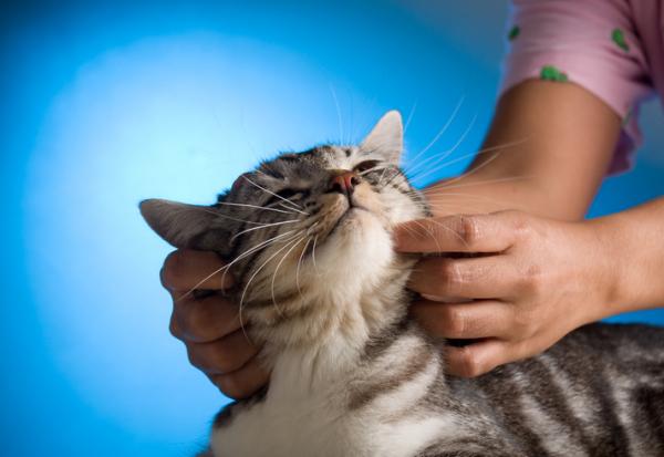 Jak zrobić kotu masaż?  - Jak wykonać relaksujący masaż kota?