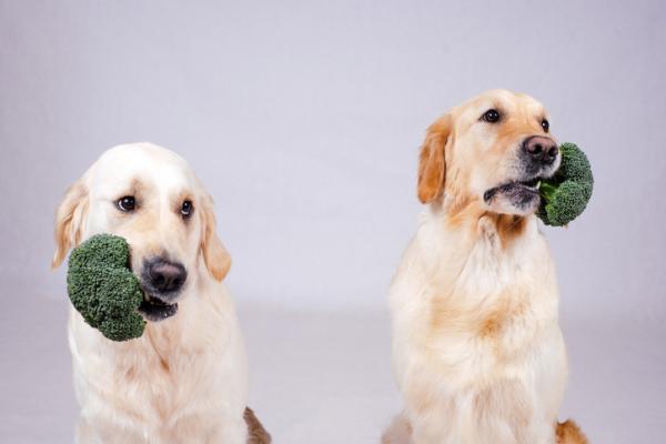 Czy psy mogą jeść brokuły i kalafior?  - Jak dać psu brokuły i kalafior?
