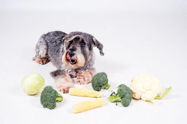 Czy psy mogą jeść brokuły i kalafior?  - Korzyści z kalafiora dla psów