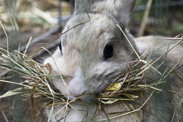 Rośliny toksyczne dla królików - Karmienie królików