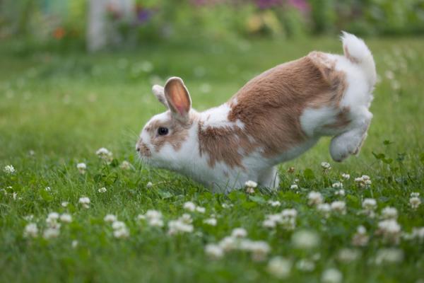 Rośliny toksyczne dla królików - Inne rośliny toksyczne dla królików