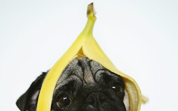 Czy psy mogą jeść banany?  - Czy psy mogą jeść skórkę od banana?