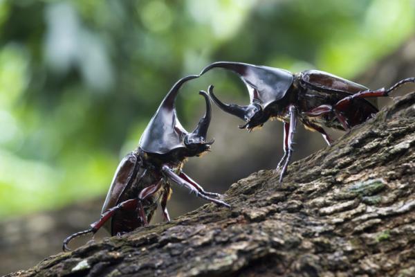 Rodzaje chrząszczy - Zdjęcia i ich nazwy - Charakterystyka chrząszczy