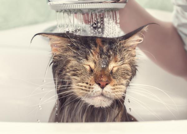 5 ras kotów, które najbardziej lubią wodę - 2. Czy Maine Coon lubi wodę?  TAK!