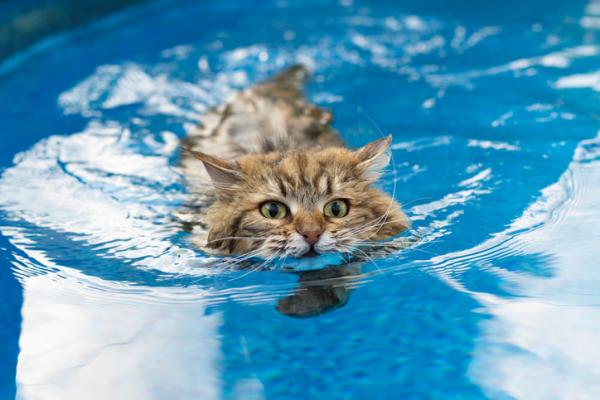 5 ras kotów, które najbardziej lubią wodę - 5. Syberyjski, doskonały kot pływający!