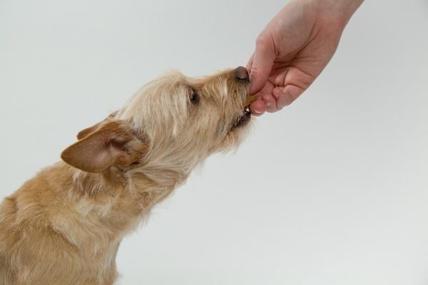 Nakaz zwolnienia w szkoleniu psów – jak nauczyć psa nakazu zwolnienia