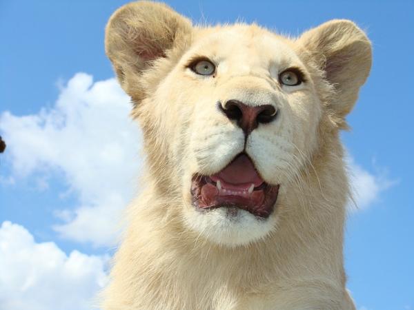 Dlaczego biały lew jest zagrożony wyginięciem?  - Jak pomóc białemu lwu?