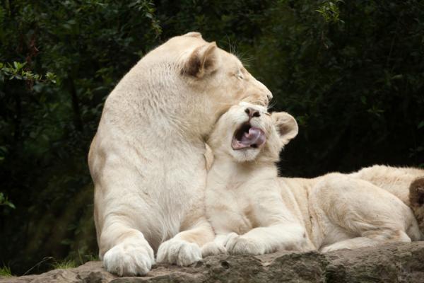 Dlaczego biały lew jest zagrożony wyginięciem?  - Ile białych lwów jest na świecie?