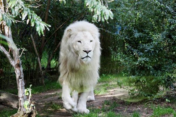 Dlaczego biały lew jest zagrożony wyginięciem?  - Dlaczego biały lew jest zagrożony wyginięciem?  Powoduje 