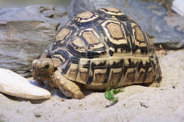 Opieka nad żółwiem - Terrarium dla żółwia