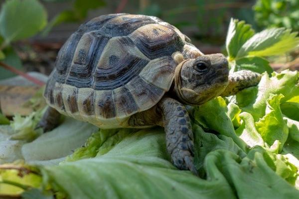 Opieka nad żółwiem - co je żółw 