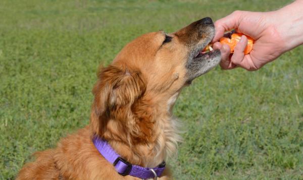 Czy psy mogą jeść mandarynki lub pomarańcze?  - Jak dać psu mandarynkę?
