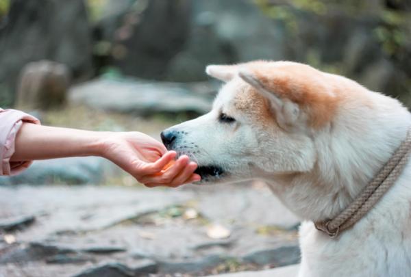 Czy psy mogą jeść mandarynki lub pomarańcze?  - Jak dać psu pomarańczę?
