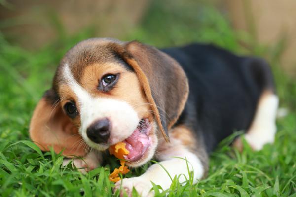 Czy psy mogą jeść mandarynki lub pomarańcze?  - Wskazówki dotyczące wprowadzania nowych pokarmów do diety psa