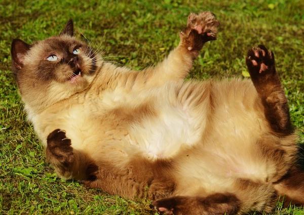 Zapobiegaj otyłości u kotów — wykrywaj otyłość u kotów