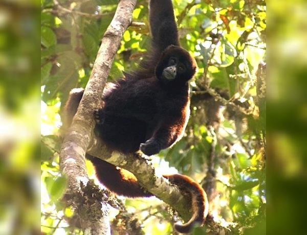 12 zwierząt zagrożonych wyginięciem w Peru - 3. Małpa żółtoogoniasta