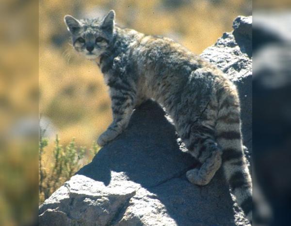 12 zwierząt zagrożonych wyginięciem w Peru - 4. Kot andyjski