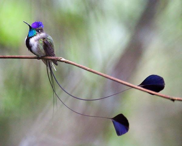 12 zwierząt zagrożonych wyginięciem w Peru - 12. Cudowny koliber 