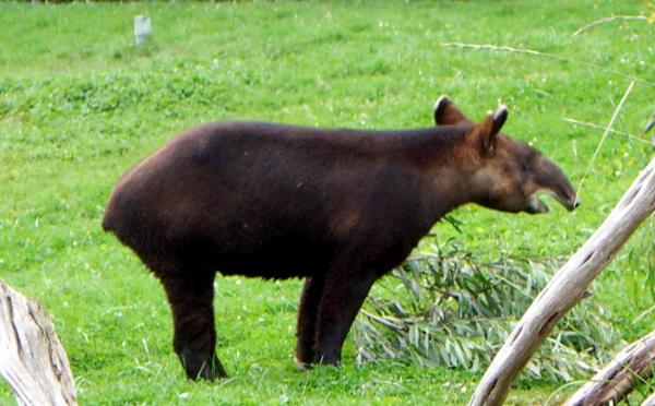 12 zwierząt zagrożonych wyginięciem w Peru - 7. Tapir andyjski