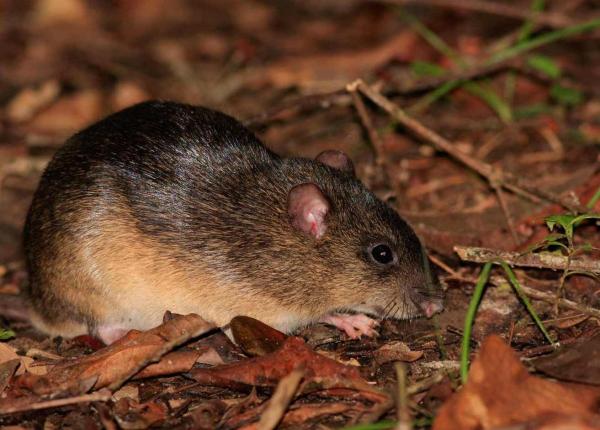 12 zwierząt zagrożonych wyginięciem w Peru - 8. Mysz wzgórz