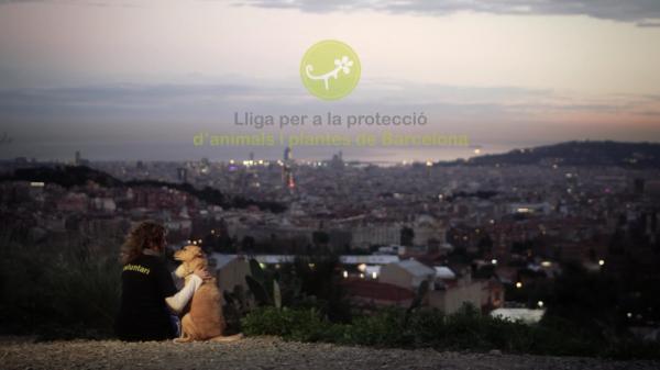 Gdzie mogę adoptować psa w Barcelonie - La Lliga