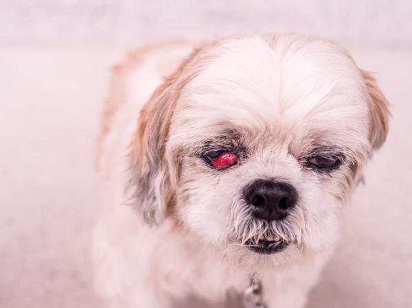Dlaczego mój pies ma czerwone oczy?  - Czerwone oczy u psów - Główne przyczyny