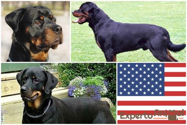 Amerykańskie i niemieckie rottweilery - Różnice i cechy każdego z nich - Jak wygląda amerykański rottweiler?