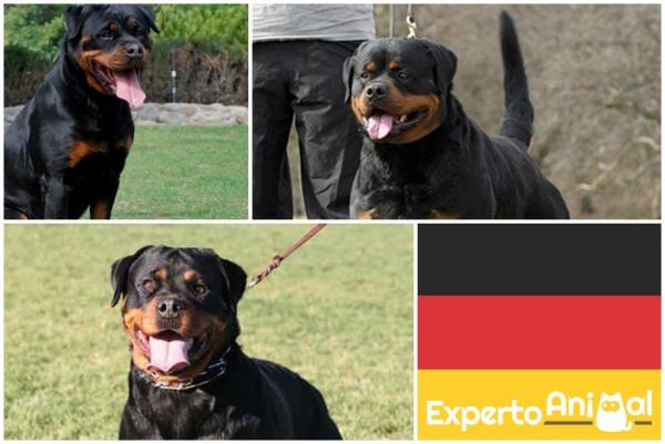Rottweilery amerykańskie i niemieckie - Różnice i cechy każdego z nich - Jak wygląda rottweiler niemiecki?