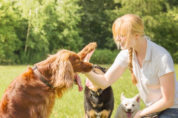Wskazówki dotyczące szkolenia psów — o czym należy pamiętać podczas szkolenia psów