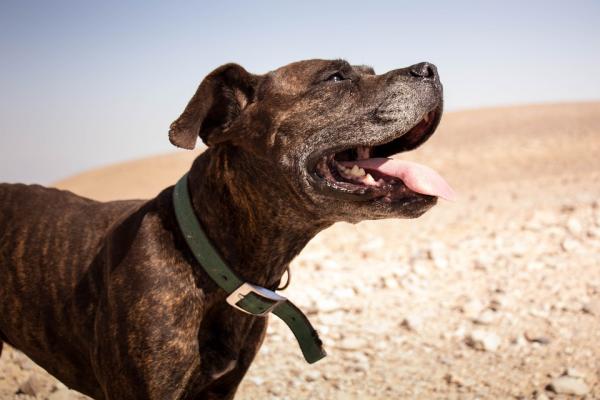 Arabskie imiona dla psów - arabskie imiona dla dużych psów