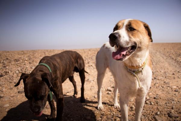 Arabskie imiona dla psów - arabskie imiona dla psów i ich znaczenie