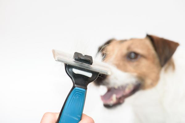 Strzyżenie szczeniąt Jack Russell Terrier - Pielęgnacja włosów