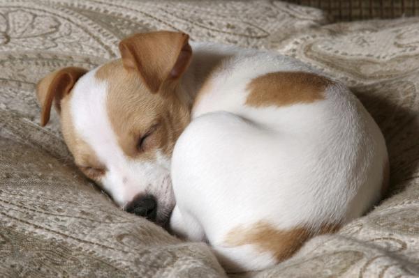 Pielęgnacja szczeniąt Jack Russell Terrier - Przybycie do nowego domu