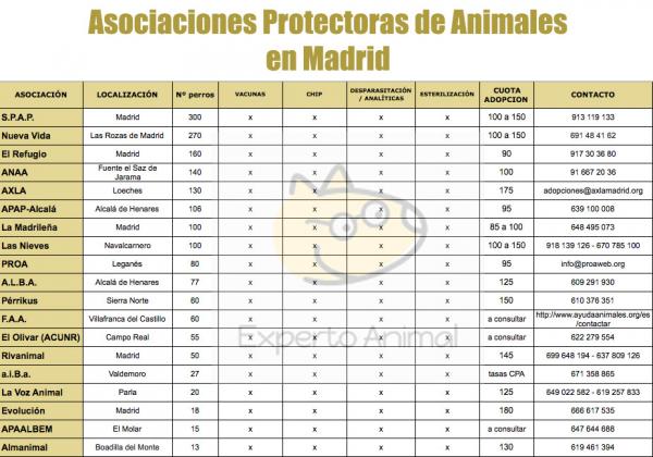 Gdzie mogę adoptować psa w Madrycie - Porównanie Stowarzyszeń Ochrony Zwierząt w Madrycie