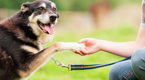 Wzmocnienie pozytywne u psów – nieprawidłowe użycie wzmocnienia pozytywnego