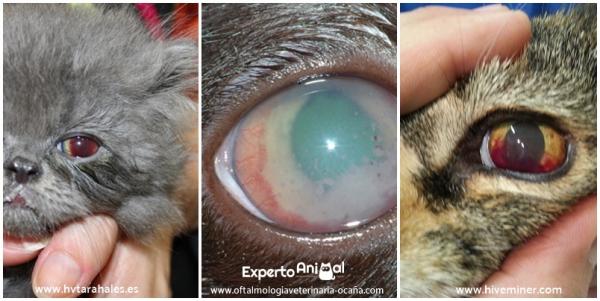 Zapalenie błony naczyniowej oka u kotów - przyczyny i leczenie - objawy zapalenia błony naczyniowej oka u kotów 