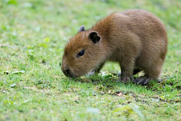 W trosce o kapibarę - Domowa kapibara