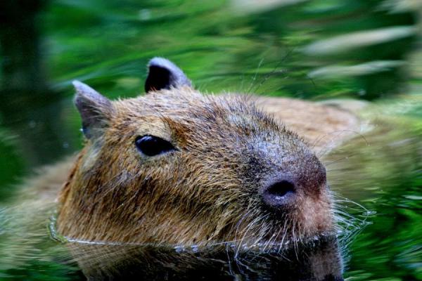 Opieka nad kapibarą - Przygotowanie basenu
