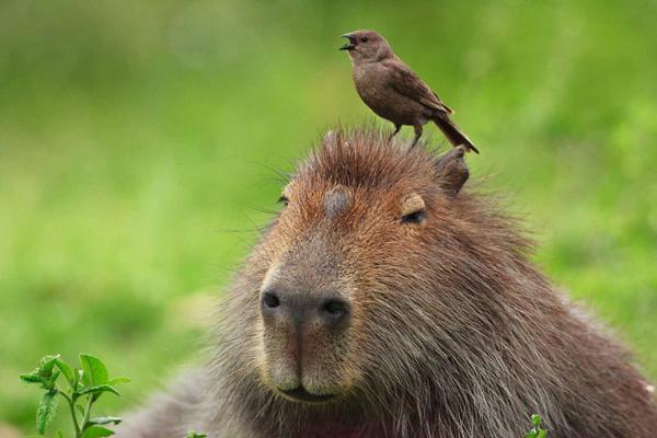 W trosce o kapibarę - charakter kapibary 