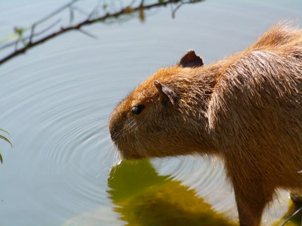 W trosce o kapibarę - zdrowie kapibary